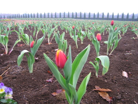 2008/11/16の写真
