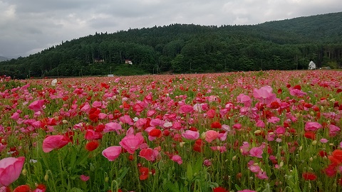 2020/06/07の写真