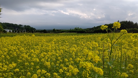 2020/06/07の写真