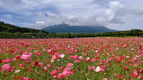 2020/06/15の写真