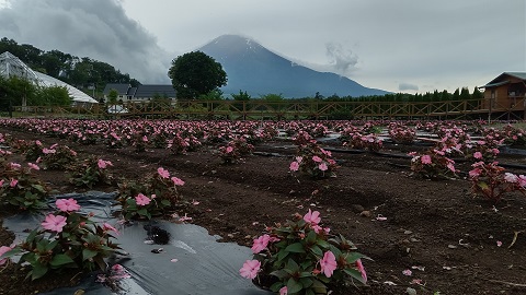 2020/07/05の写真