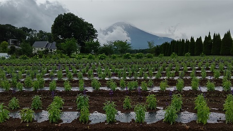 2020/07/05の写真