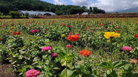 2020/07/19の写真