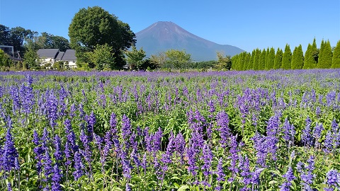 2020/08/21の写真