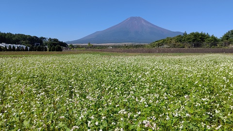 2020/08/26の写真