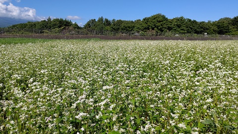 2020/09/05の写真