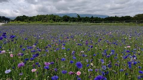 2021/06/18の写真