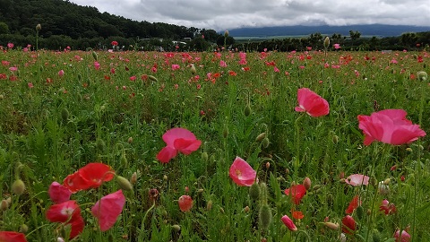 2021/07/03の写真