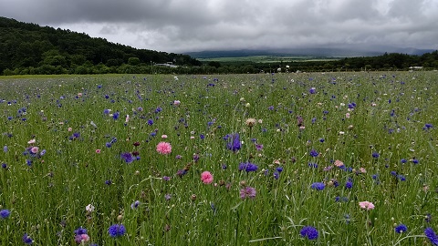 2021/07/16の写真