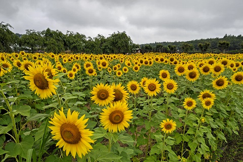 2022/08/06の写真