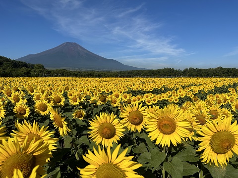 2023/07/29の写真