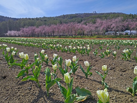 2024/04/20の写真