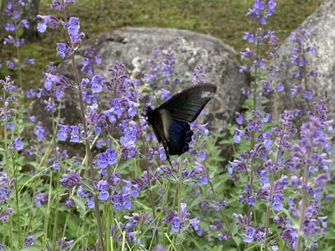 2024/06/06の写真