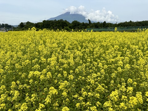 2024/06/20の写真