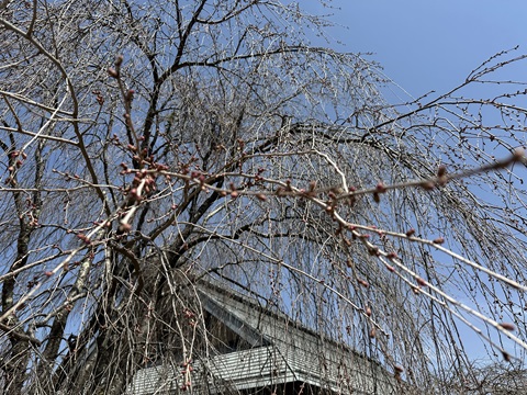 2025/04/08の写真