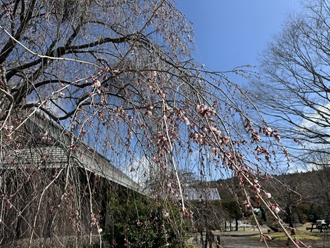 2025/04/14の写真