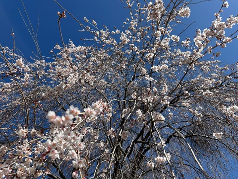 2025/04/16の写真