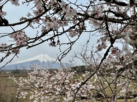 2025/04/18の写真