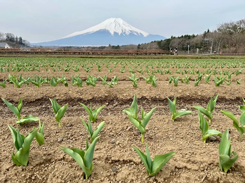 2025/04/18の写真