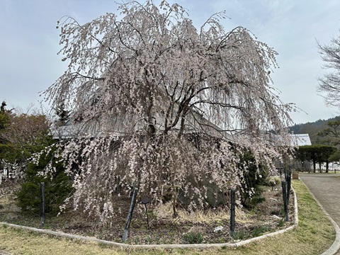 2025/04/18の写真