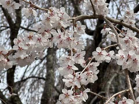 2025/04/18の写真