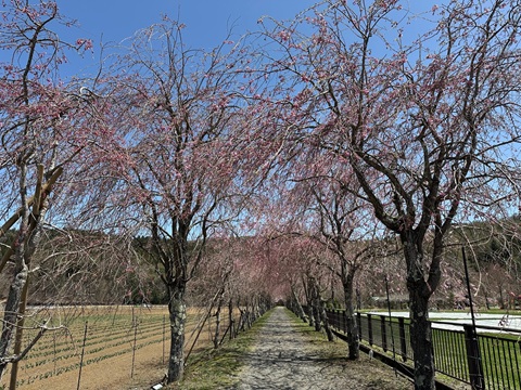 2025/04/21の写真