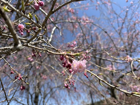 2025/04/21の写真