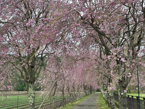 2025/04/25の写真