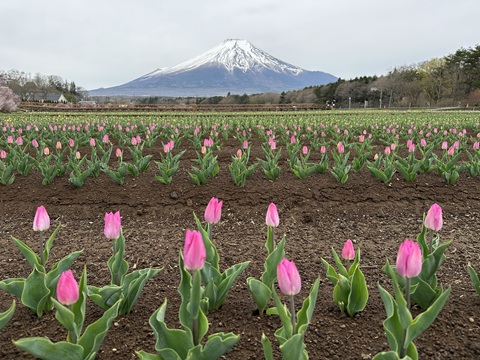 2025/04/25の写真
