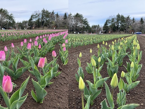 2025/04/25の写真