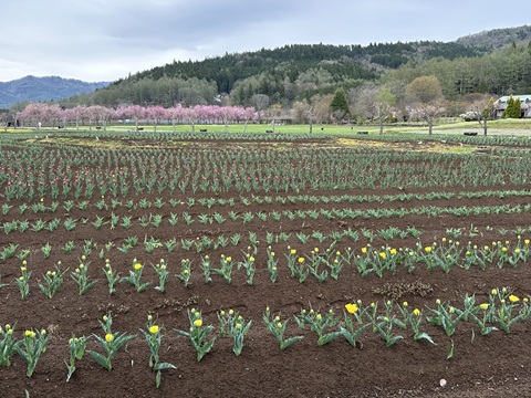 2025/04/25の写真