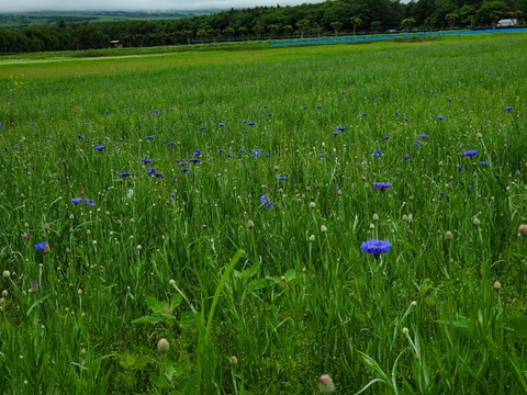 2025/06/25の写真