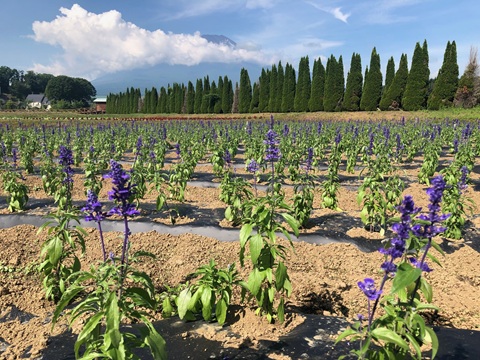 2025/07/01の写真