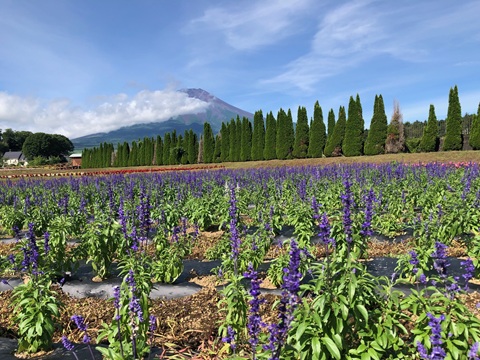 2025/07/19の写真