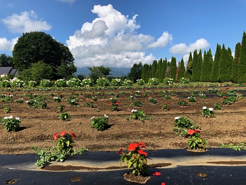 2025/07/22の写真