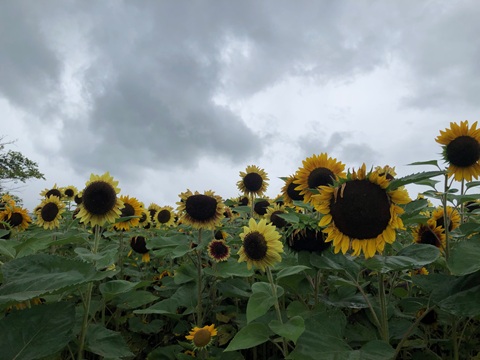 2025/08/10の写真