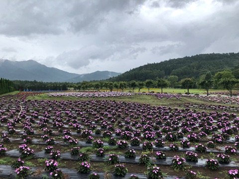 2025/08/10の写真