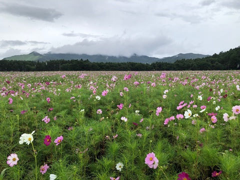 2025/08/10の写真