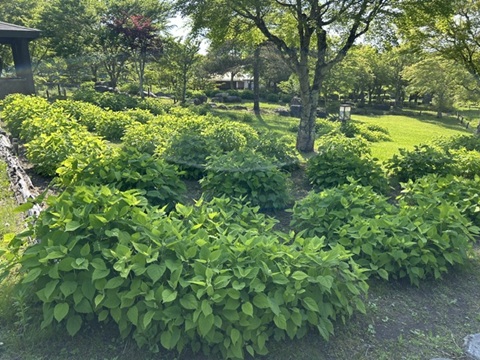 2026/06/01の写真