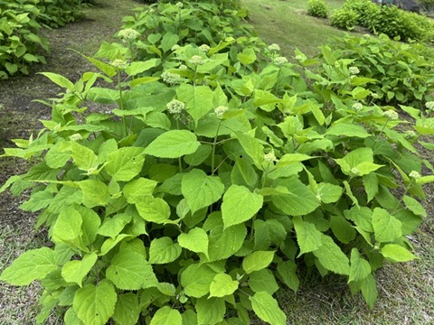 2026/06/09の写真