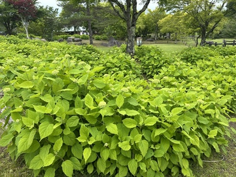 2026/06/14の写真