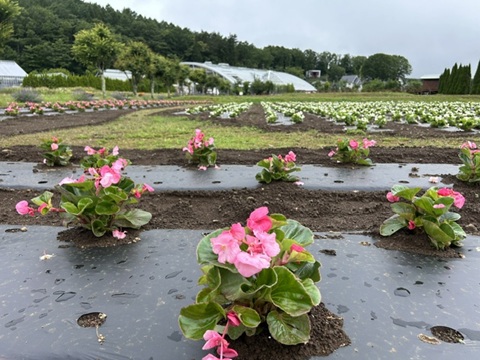 2026/06/28の写真