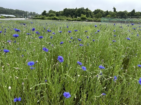 2026/06/28の写真
