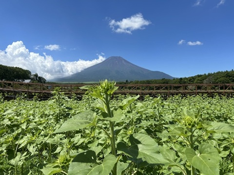2026/07/27の写真