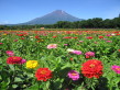今週のお花畑