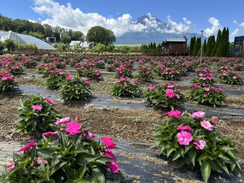 2026/08/10の写真