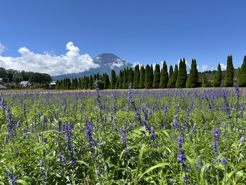 2026/08/10の写真