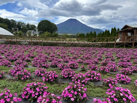 2026/08/28の写真