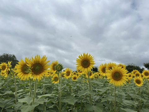2026/09/01の写真