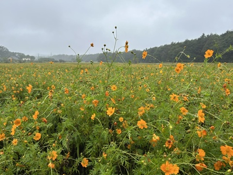 2026/09/10の写真